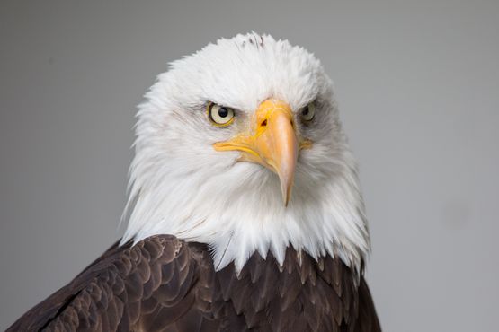Adler mit wachem Blick
